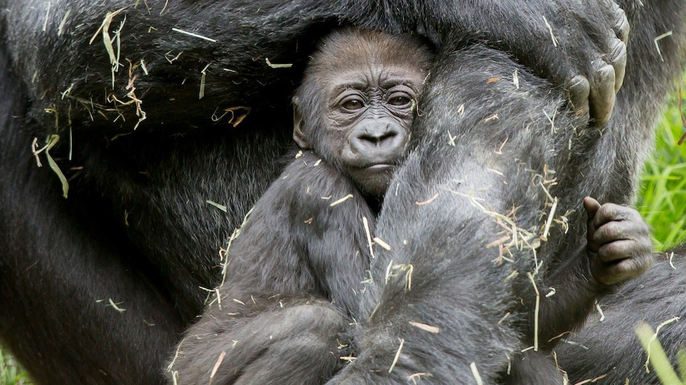 A baby sister or brother is on the way for gorilla Yola at Woodland